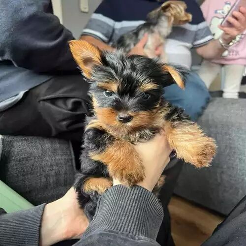 Kc boys & girls Yorkie puppies for sale in Shanklin, Isle of Wight - Image 1