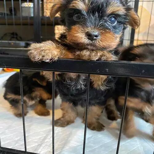 Kc boys & girls Yorkie puppies for sale in Shanklin, Isle of Wight - Image 2