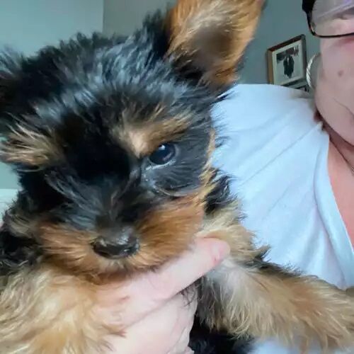 Kc boys & girls Yorkie puppies for sale in Shanklin, Isle of Wight - Image 3