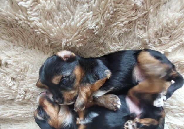 Kc/FCI yorkshire terrier puppies for sale in Southampton, Hampshire