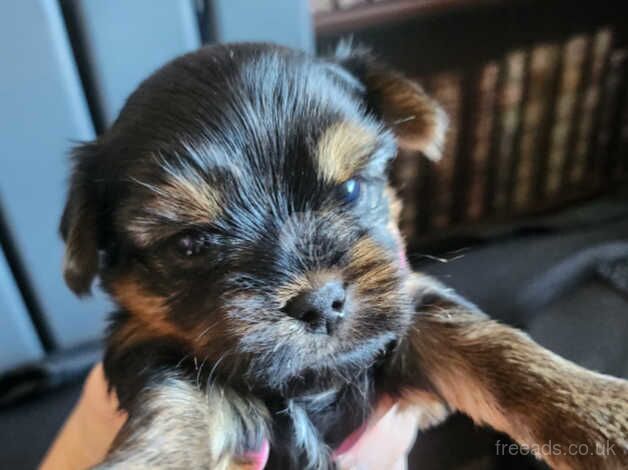 kc reg yorkshire terrier for sale in Rushden, Northamptonshire