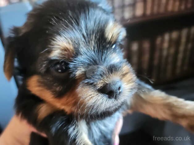 kc reg yorkshire terrier for sale in Rushden, Northamptonshire - Image 2