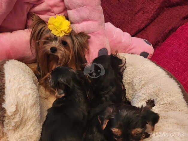 kc reg yorkshire terrier for sale in Rushden, Northamptonshire - Image 3