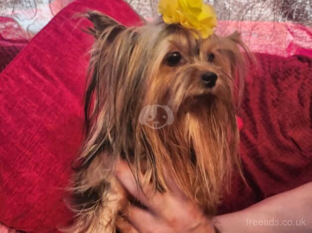 kc reg yorkshire terrier for sale in Rushden, Northamptonshire - Image 4