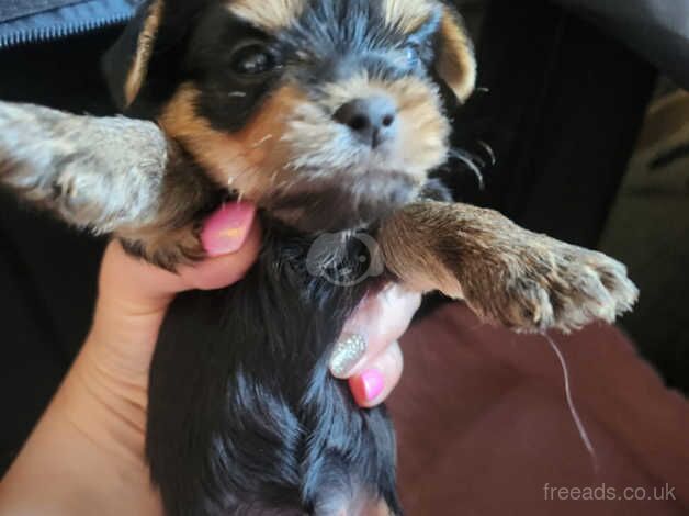 kc reg yorkshire terrier for sale in Rushden, Northamptonshire - Image 5