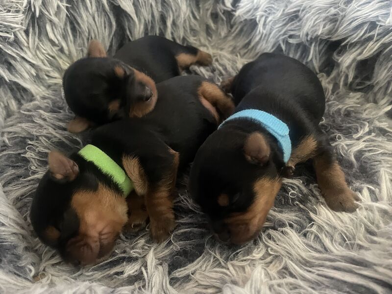 KC reg Yorkshire terrier puppies for best homes! for sale in Caterham Surrey - Image 6