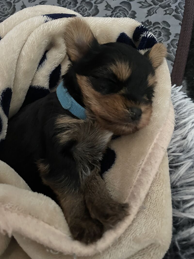 KC reg Yorkshire terrier puppies for best homes! for sale in Caterham Surrey - Image 7