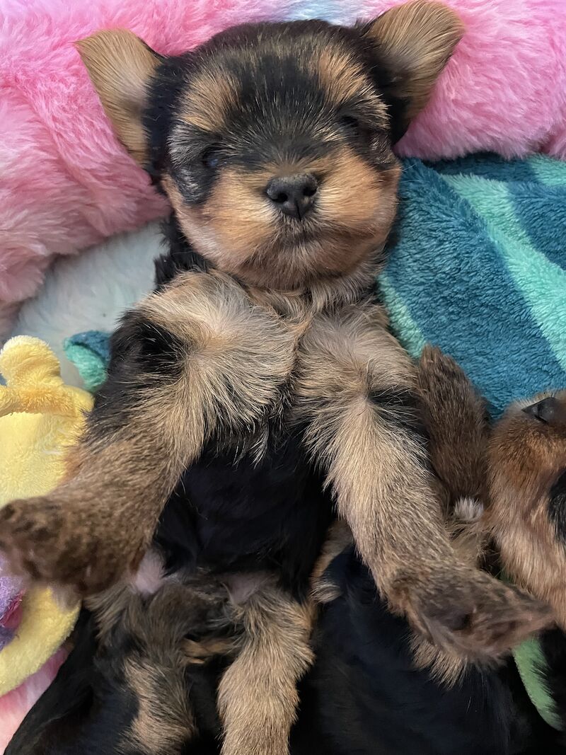 KC reg Yorkshire terrier puppies for best homes! for sale in Caterham Surrey - Image 12