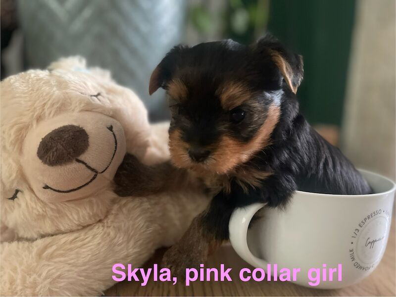 KC reg Yorkshire terrier puppies for best homes! for sale in Caterham Surrey - Image 10