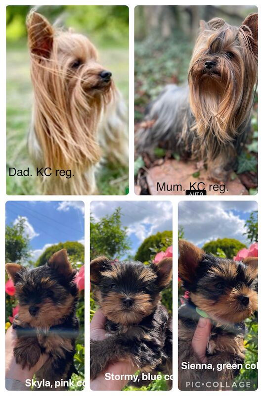 KC reg Yorkshire terrier puppies for best homes! for sale in Caterham Surrey - Image 1