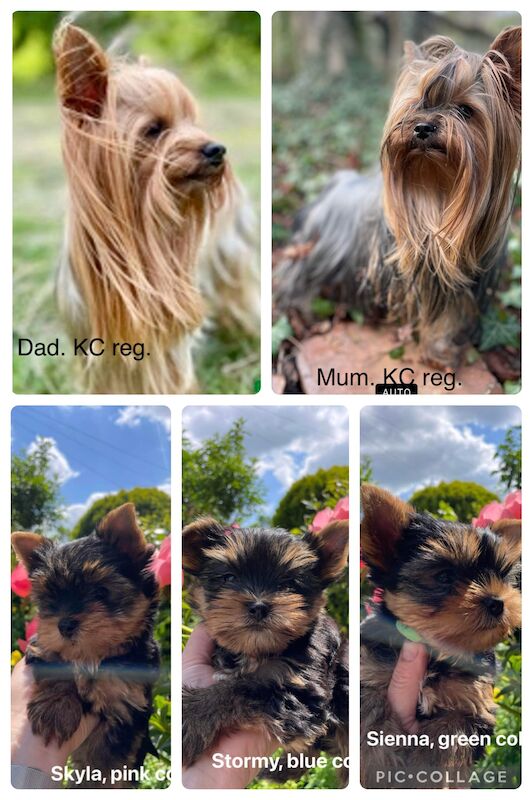 KC reg Yorkshire terrier puppies for best homes! for sale in Caterham Surrey 