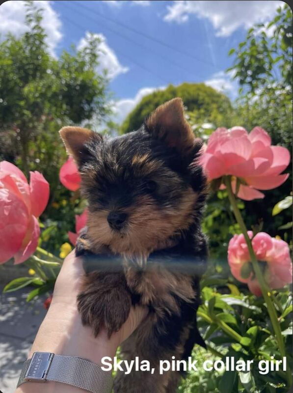 KC reg Yorkshire terrier puppies for best homes! for sale in Caterham Surrey - Image 2