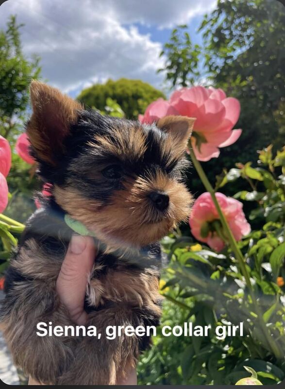 KC reg Yorkshire terrier puppies for best homes! for sale in Caterham Surrey - Image 3