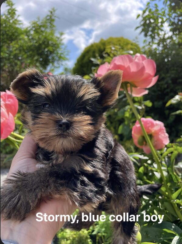 KC reg Yorkshire terrier puppies for best homes! for sale in Caterham Surrey - Image 4