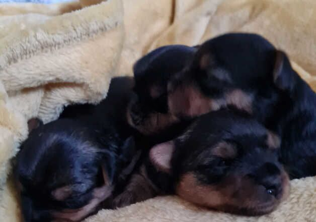 KC reg Yorkshire terrier pups for sale in Merton, Merton, Greater London