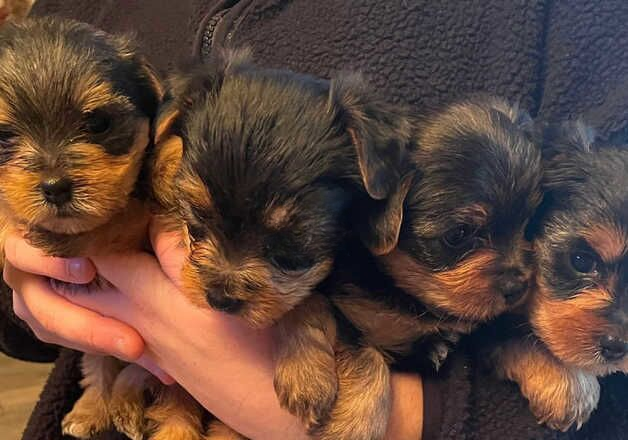 Kc Reg Yorkshire Terriers for sale in Kilkeel, Newry and Mourne