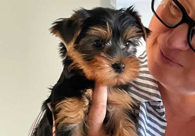 KC Registered. 1 Miniature Yorkie Male for sale in Crawley, West Sussex