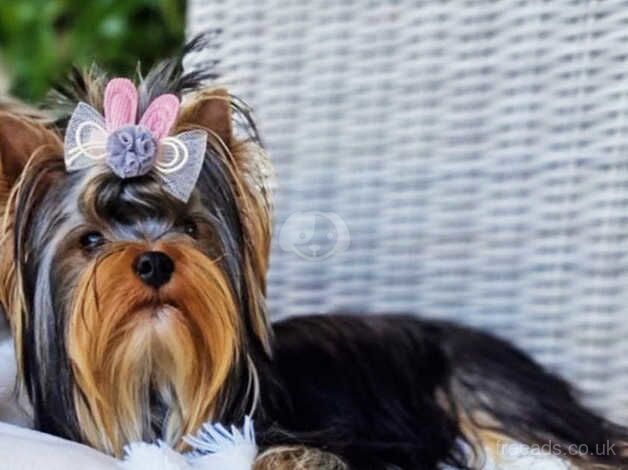 KC REGISTERED DNA TESTED MALE YORKSHIRE TERRIER for sale in Manchester, Greater Manchester