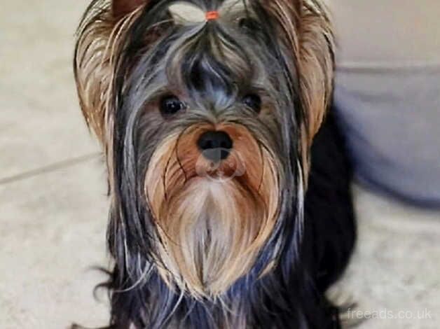 KC REGISTERED DNA TESTED MALE YORKSHIRE TERRIER for sale in Manchester, Greater Manchester - Image 2
