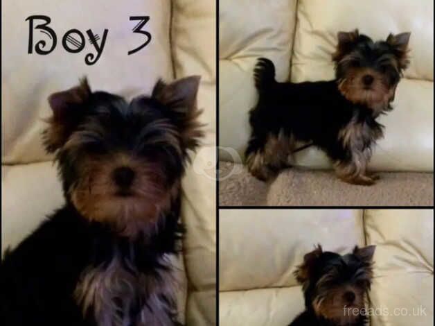 KC Registered Yorkshire terrier puppies (3 Boys) for sale in Glasgow, Glasgow City