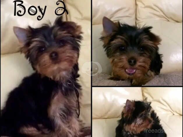 KC Registered Yorkshire terrier puppies (3 Boys) for sale in Glasgow, Glasgow City - Image 2