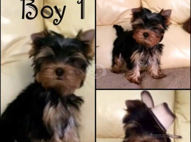 KC Registered Yorkshire terrier puppies (3 Boys) for sale in Glasgow, Glasgow City - Image 3