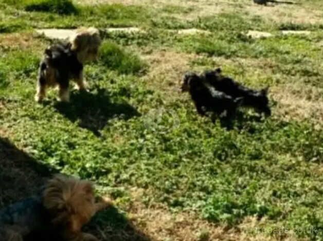 KC Registered Yorkshire terrier puppies (3 Boys) for sale in Glasgow, Glasgow City - Image 4