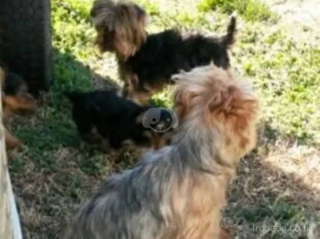 KC Registered Yorkshire terrier puppies (3 Boys) for sale in Glasgow, Glasgow City - Image 5