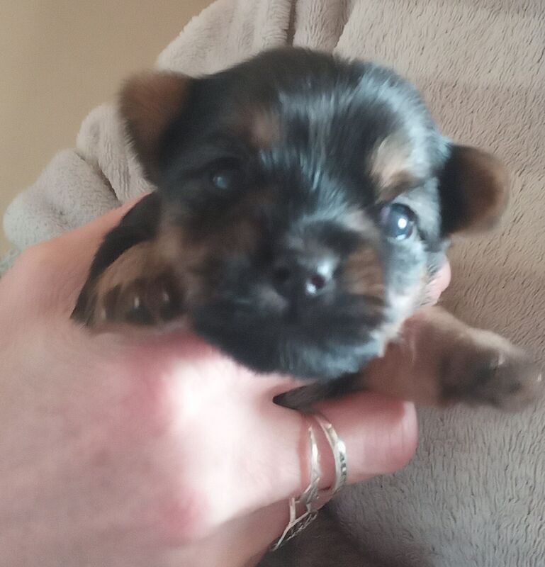 K.C Registered Yorkshire terrier puppies for sale in Crewe, Cheshire