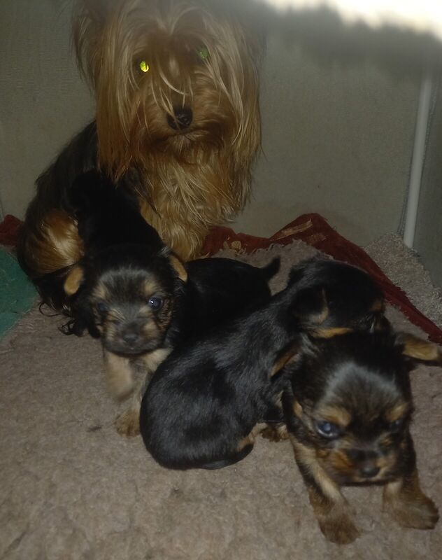 K.C Registered Yorkshire terrier puppies for sale in Crewe, Cheshire - Image 2