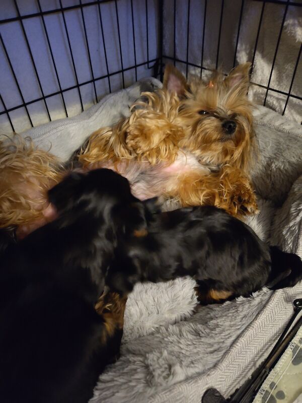 KC registered Yorkshire Terrier puppy for sale in Tonedale, Somerset - Image 2