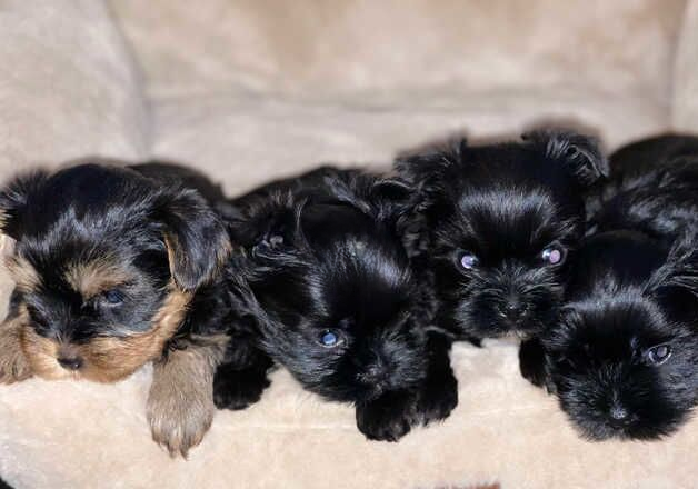 KC registered Yorkshire terriers puppies for sale in Camberley, Surrey