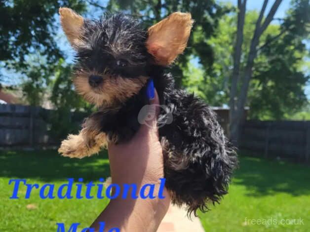 Kennel club registered Yorkshire terrier puppies for sale in Liverpool, Merseyside - Image 2