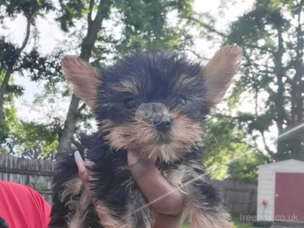 Kennel club registered Yorkshire terrier puppies for sale in Liverpool, Merseyside - Image 3