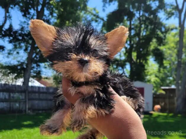 Kennel club registered Yorkshire terrier puppies for sale in Liverpool, Merseyside - Image 5