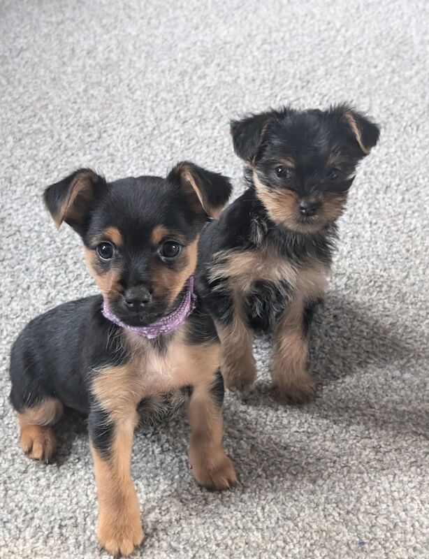 Last 3 girls - Ready to leave for sale in Barnsley, South Yorkshire