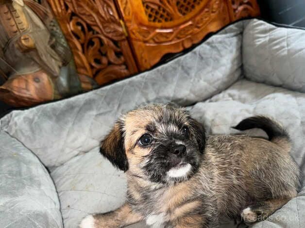Last boy puppy for sale loving home only for sale in Sheffield, South Yorkshire - Image 3