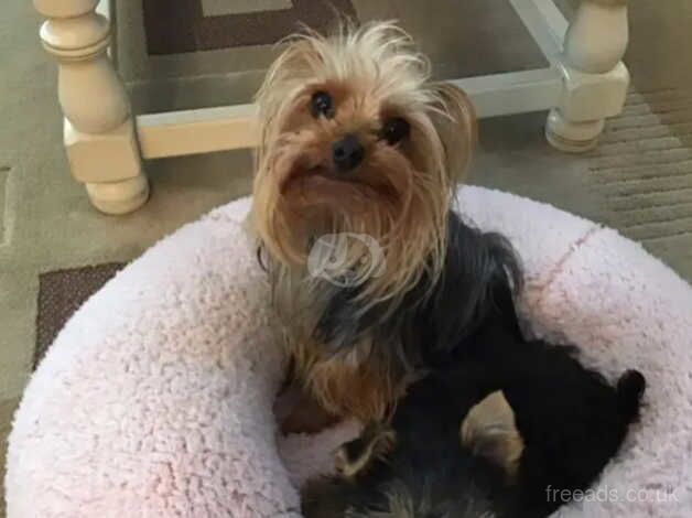 Leo our remaining yorkie male for sale in Fleetwood, Lancashire