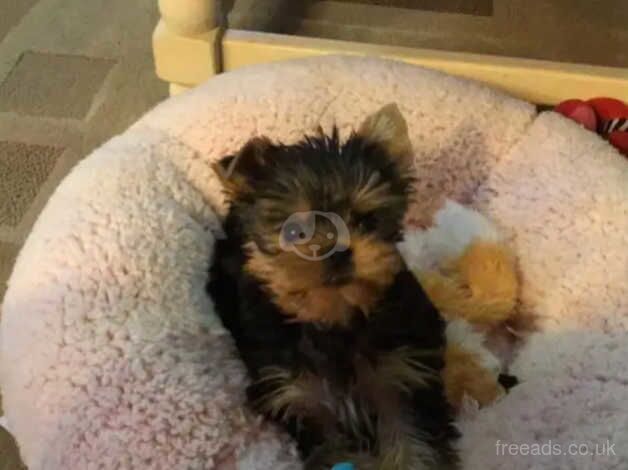 Leo our remaining yorkie male for sale in Fleetwood, Lancashire - Image 2