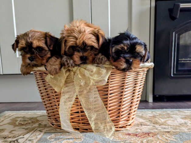 Little bundles of joy for sale in Bishop's Stortford, Hertfordshire - Image 1