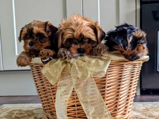 Little bundles of joy for sale in Bishop's Stortford, Hertfordshire - Image 2