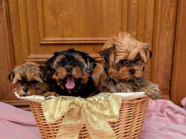 Little bundles of joy for sale in Bishop's Stortford, Hertfordshire - Image 3