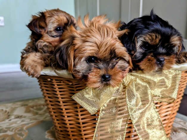 Little bundles of joy for sale in Bishop's Stortford, Hertfordshire - Image 4