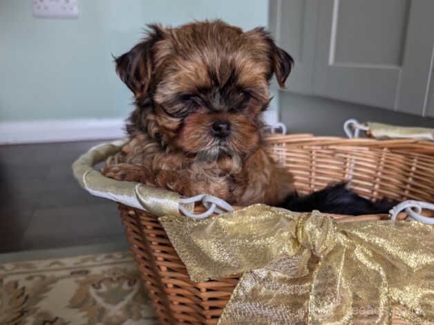 Little bundles of joy for sale in Bishop's Stortford, Hertfordshire - Image 5