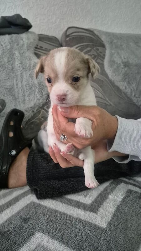 LOVELY LITTLE PUPPYS BOY AND GIRL for sale in Wigan, Greater Manchester - Image 1