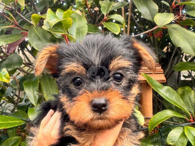 Lovely male puppies for sale in Slough, Berkshire - Image 2