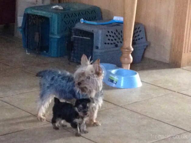 Lovely Yorkie boy for sale in Liverpool, Merseyside