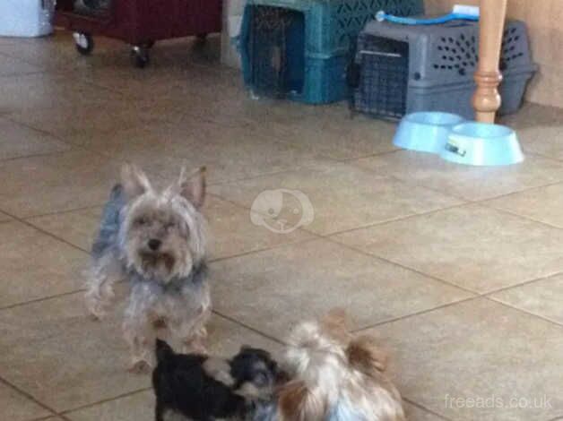 Lovely Yorkie boy for sale in Liverpool, Merseyside - Image 2