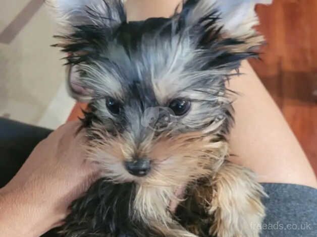 Luna&Toby's only male Yorkshire Terrier BOY for sale in Fleetwood, Lancashire