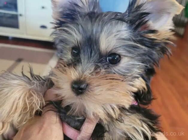 Luna&Toby's only male Yorkshire Terrier BOY for sale in Fleetwood, Lancashire - Image 2